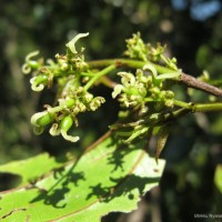 Celtis philippensis Blanco